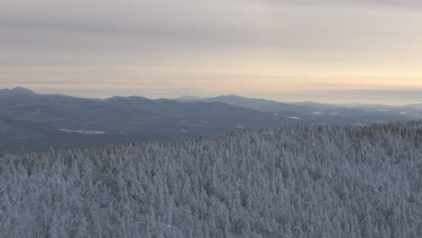 Scenery-Of-White-Pine-Trees-In-Winter-Forest-Mountain