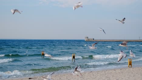 seagulls flying over the ocean at the beach