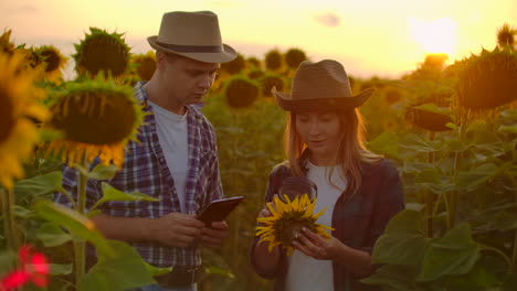 dos jóvenes científicos están estudiando un girasol con una lupa en el campo. escriben sus propiedades básicas en una tablilla.