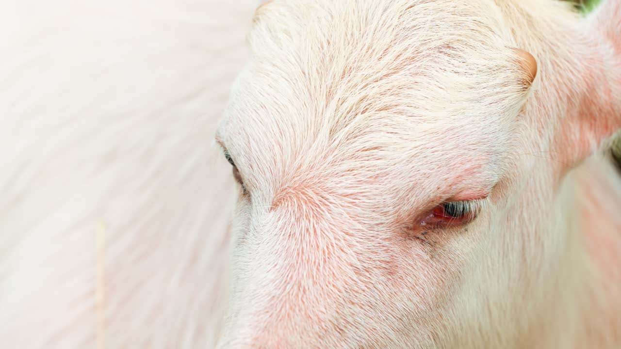 Young albino water buffalo calf with white fur and pink ears grazes outside showing gentle features and tiny horns in natural light