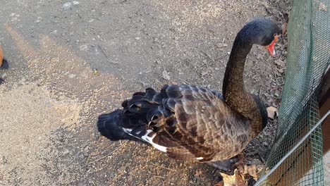 Black-swan-close-up-shoot