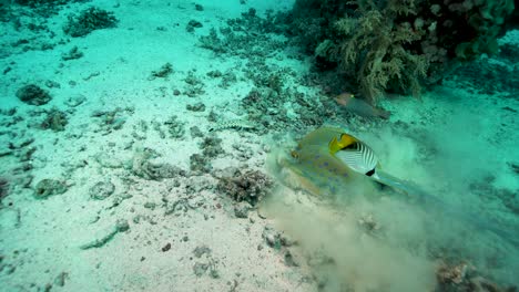 Bluespotted-Ribbontail-Ray-Digging-In-The-Sand-At-The-Sea-Bottom-With-Fishes-Swimming---underwater,-orbiting-shot