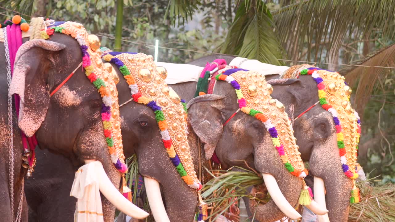 Pyntede elefanter står i kø til procession ved Thrissur Pooram, Indien.