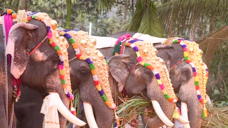 Decorated-elephants-stand-in-line-for-procession-at-Thrissur-Pooram,-India