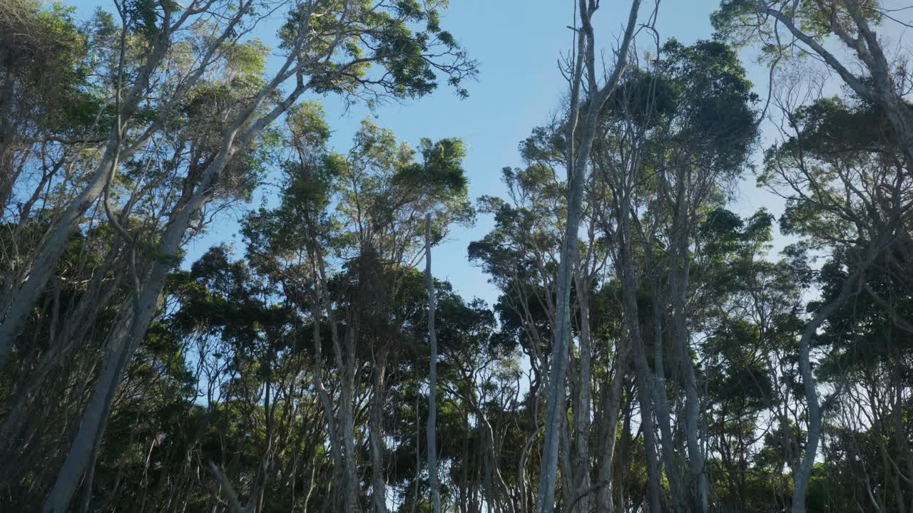 A captivating view looking up at the tree canopy in a dense forest, with sunlight filtering through leaves, highlighting the natural beauty of the towering trees.