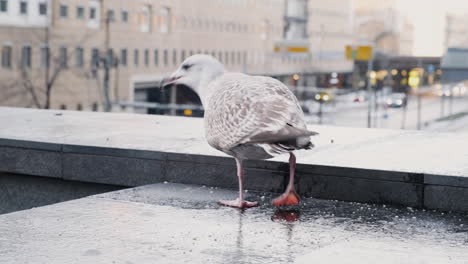 Gaviota-Argéntea-Europea-Picoteando-Comida-Con-Ciudad-En-Segundo-Plano.