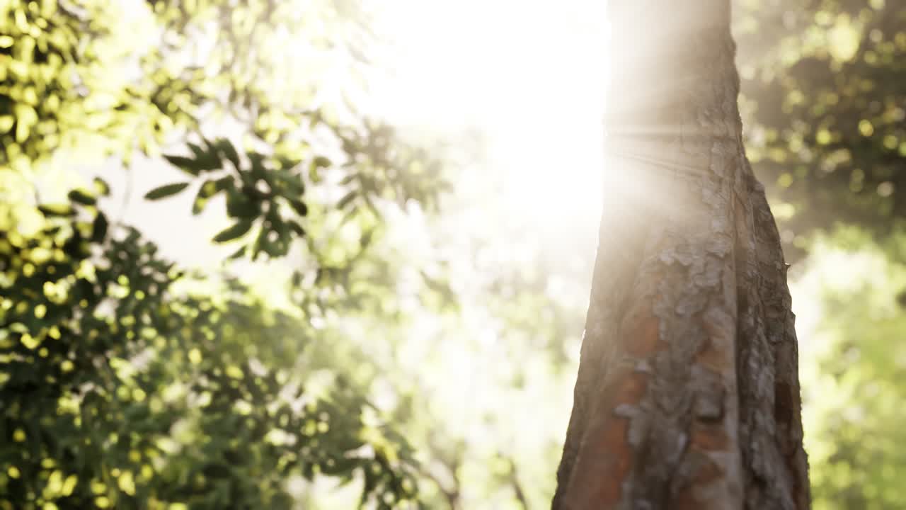 туманный лес рано утром