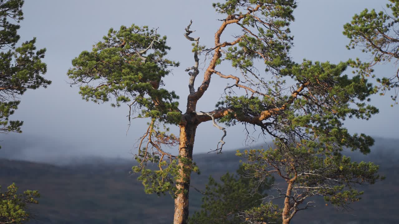 A tall pine tree stands isolated with branches stretching against a misty mountain in the distance.