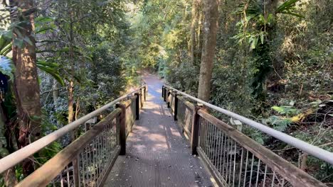 camera moves smoothly down a wooden boardwalk surrounded by dense, sunlit rainforest in dorrigo mountain, new south wales, australia. natural daylight, steady forward motion