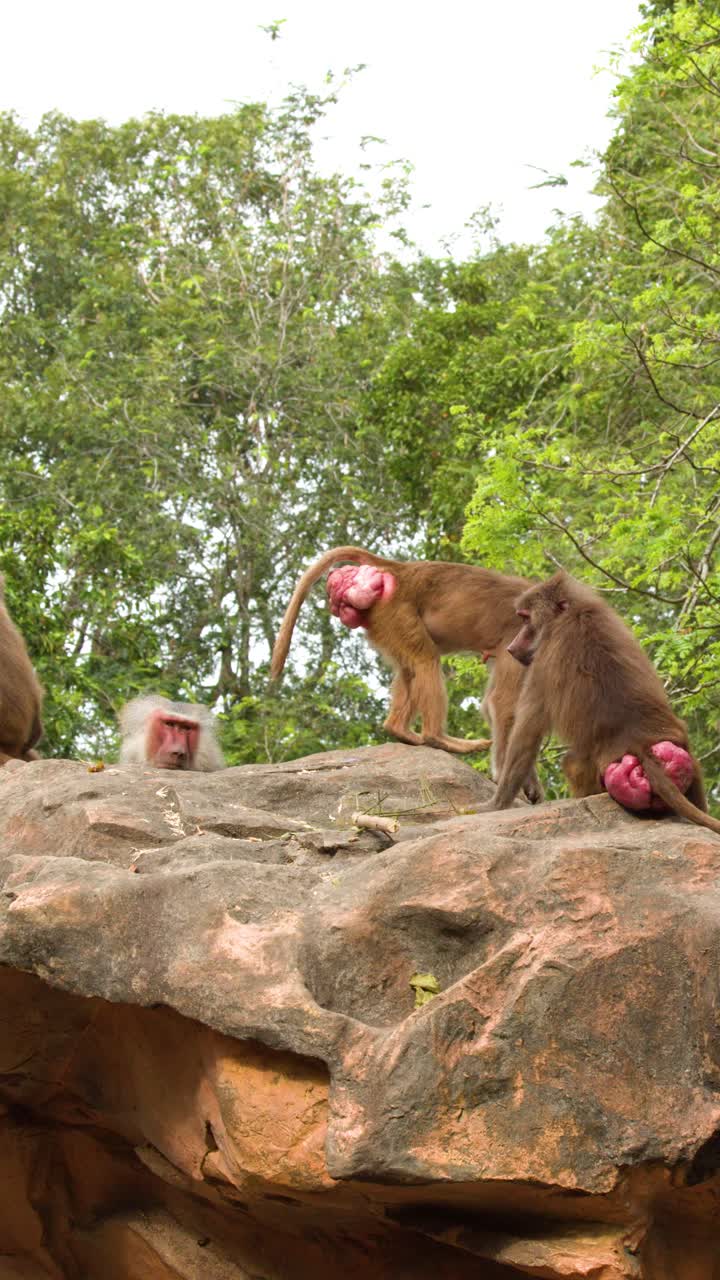 Several hamadryas baboons move across a rocky outcrop in a zoo with lush green trees