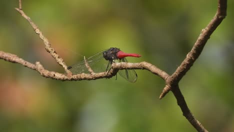 dragonfly red tail . wind . wings