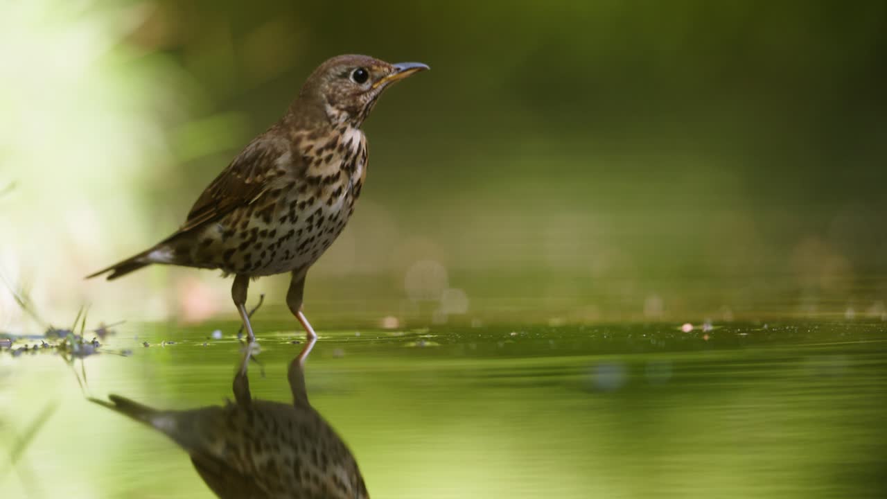 Uccellino vicino a uno stagno