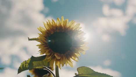 Close-Up-Of-A-Sunflower-In-Bright-Sunlight-During-Sunrise