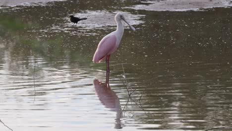 roseate spoonbill stands next to crow in shallow water