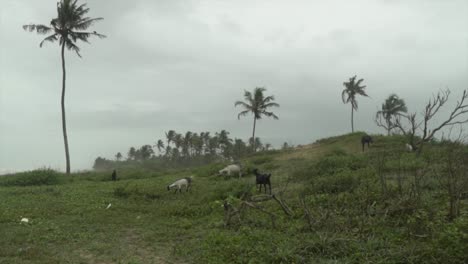 las cabras comen hierba en la cima de la colina con nubes en el cielo al fondo