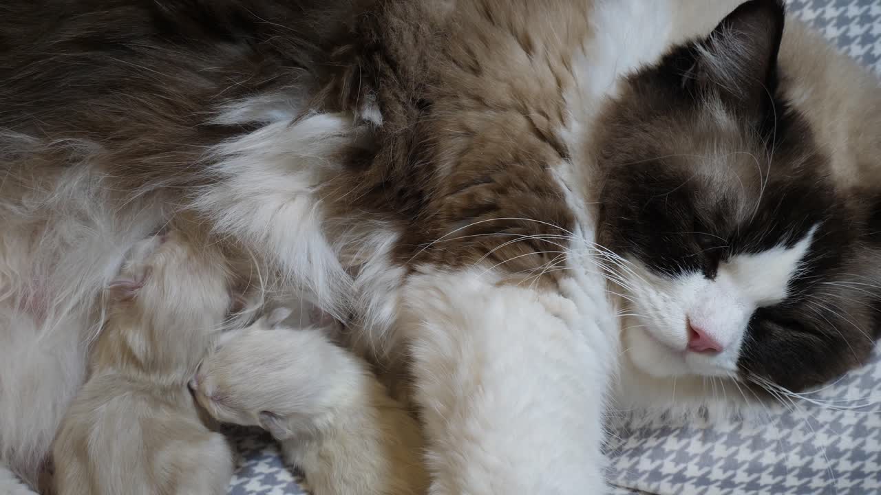Allattamento - mamma Ragdoll che allatta i gattini appena nati