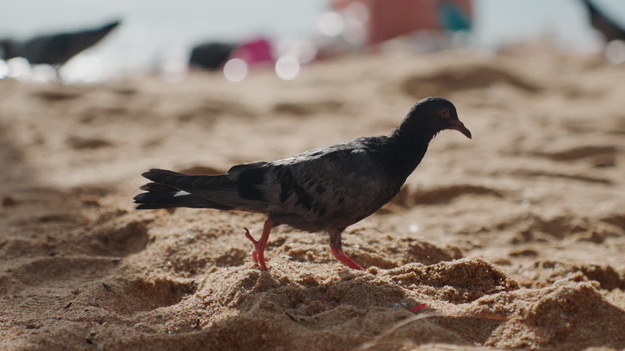 Piccione illuminato dal sole che cerca cibo su una spiaggia sabbiosa, uccello marino solitario che passeggia vicino alla riva con zampe rosse, piume dettagliate che catturano la luce calda, morbide texture di sabbia e impronte sparse, sfondo oceanico sfocato.