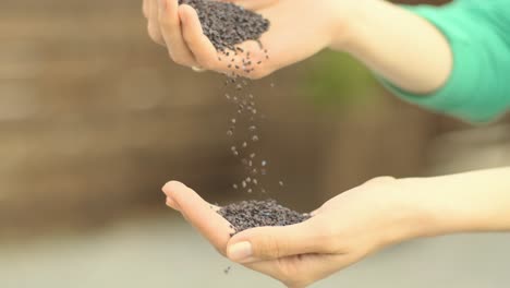 bunch of buckwheat seeds in the palm of a woman hands. seeds of buckwheat pour into the hands of an agronomist