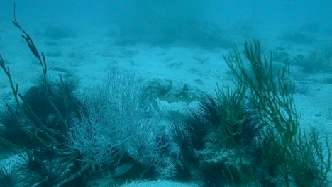 tintenfisch versucht, sich hinter einigen felsen zu tarnen, wechselt dann die farbe und schwimmt davon