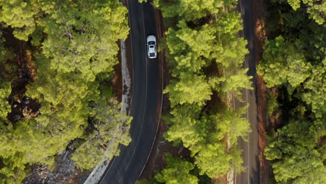 Coche-De-Seguimiento-De-Drones-En-Un-Camino-Torcido-A-Través-De-Un-Exuberante-Bosque-Costero-Turco