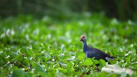 Elegant Swamphen bird explores aquatic plants in a lush tropical wetland habitat
