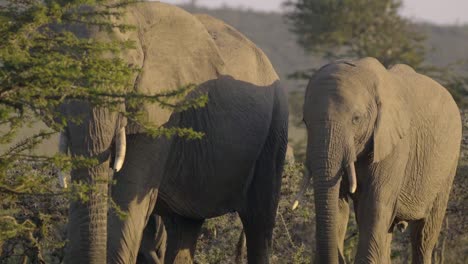 herd of elephants in kenyan reserve