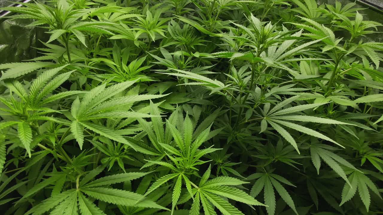 plantas de marihuana con muchas hojas después de la poda durante la etapa vegetativa, desde arriba oblicuas, movimiento ligeramente curvo