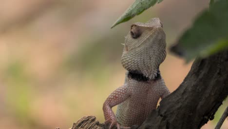 lagarto de jardín indio mirando de cerca
