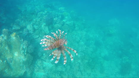 Fish-Lionfish---Dangerous-Creatures-In-The-Red-Sea