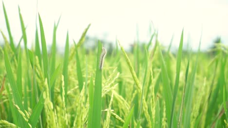 Una-Oruga-Aferrada-A-La-Hoja-De-La-Planta-De-Arroz