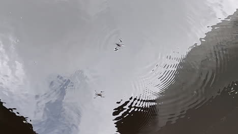 water strider insects on surface of wetland pond
