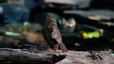 The-Abbot’s-Babbler-is-found-in-the-Himalayas-to-South-Asia-and-the-Southeast-Asia