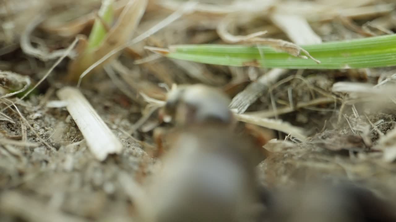 Ant crawls over mixed terrain of moss and twigs, filmed in slow motion with macro lens