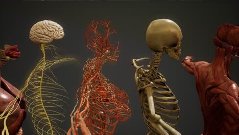 ilustración animada de la anatomía humana en 3d
