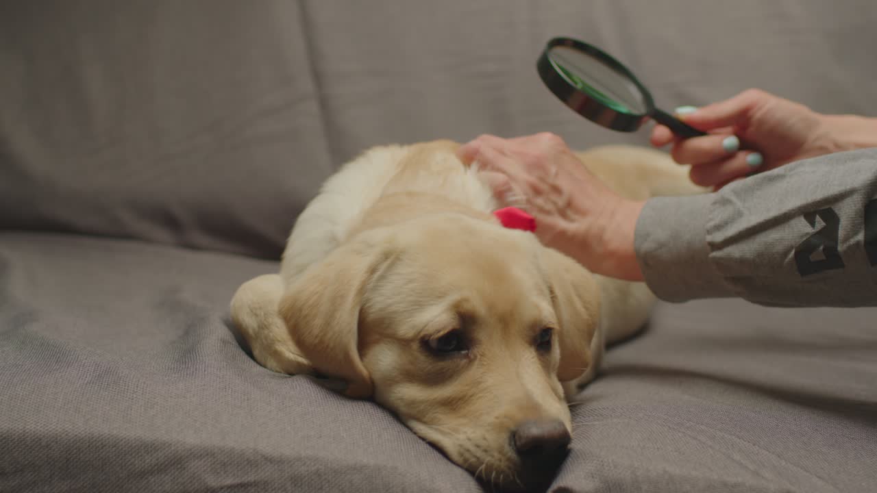 개 털에서 룩과 벌레를 찾는 사람의 손, 창을 들고, 애완동물 주인이 그녀를 검사하는 동안 소파에 누워있는 라브라도르 리트리버 강아지.