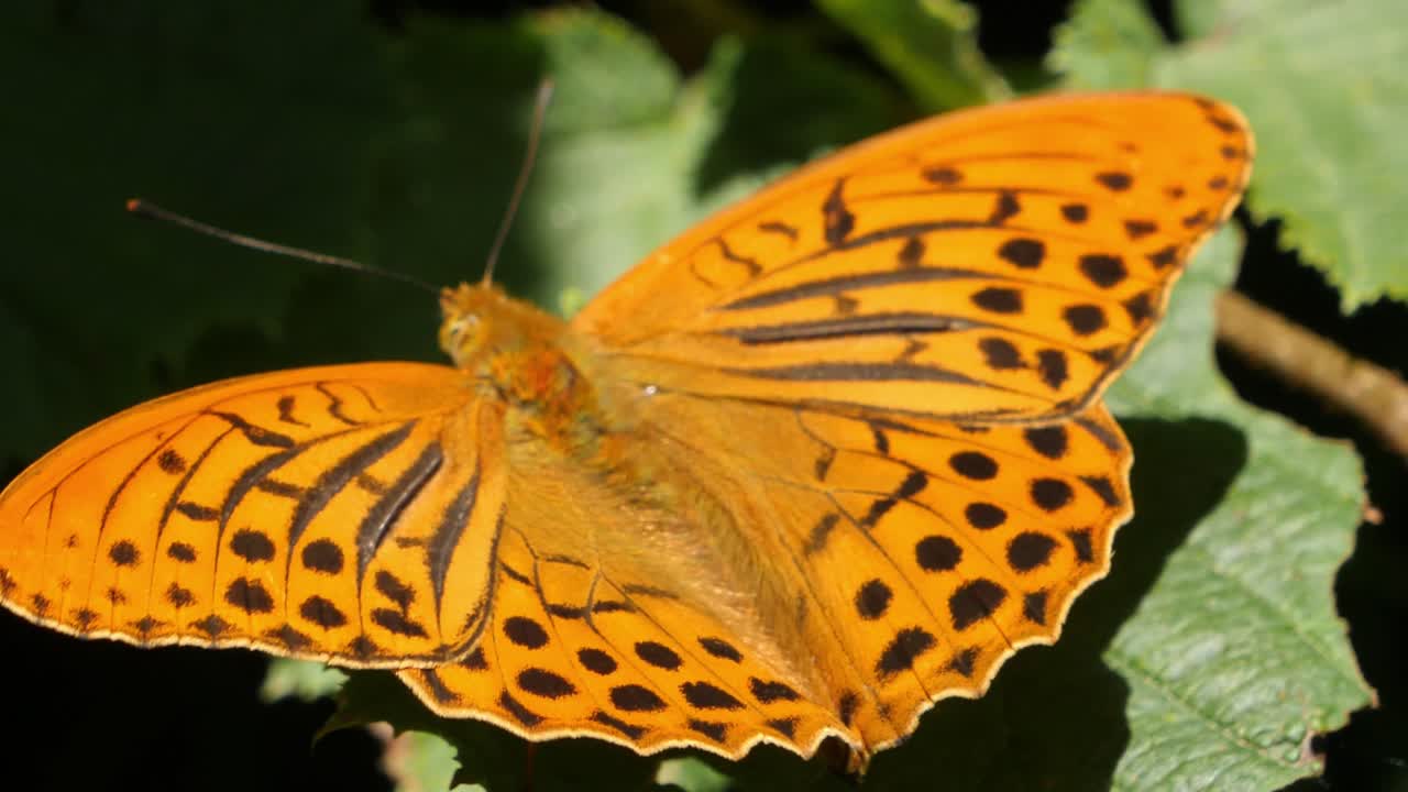 mariposa fritillaria lavada de plata abriendo y cerrando las alas mientras se encuentra en la hoja verde