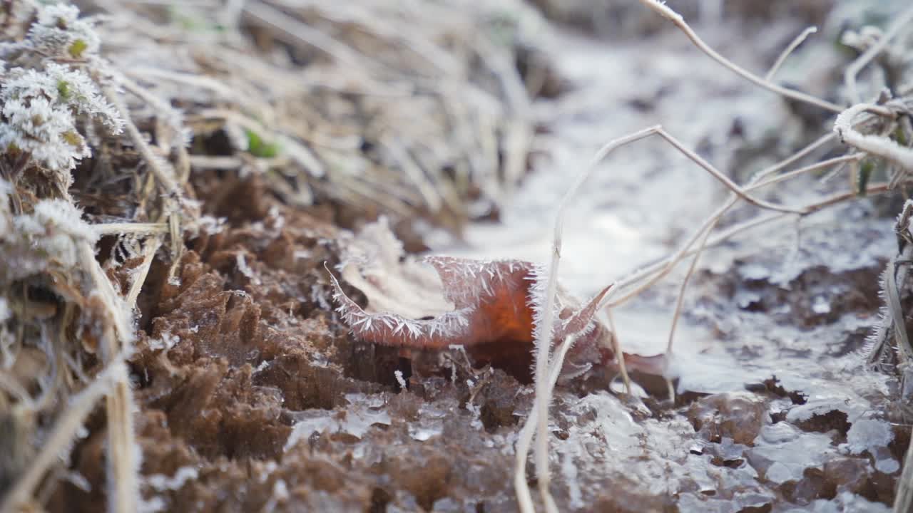 A leaf covered with ice crystals around the edges