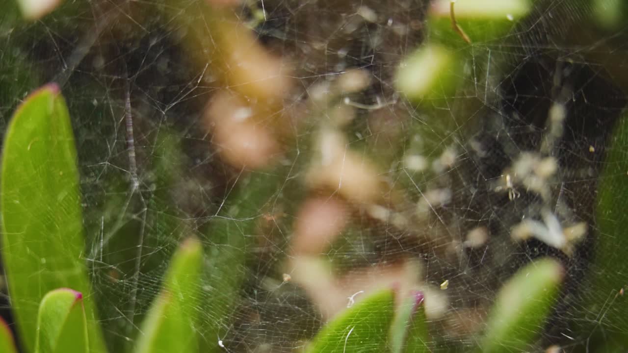 Ragnatela nel giardino con foglie verdi sfocate sullo sfondo