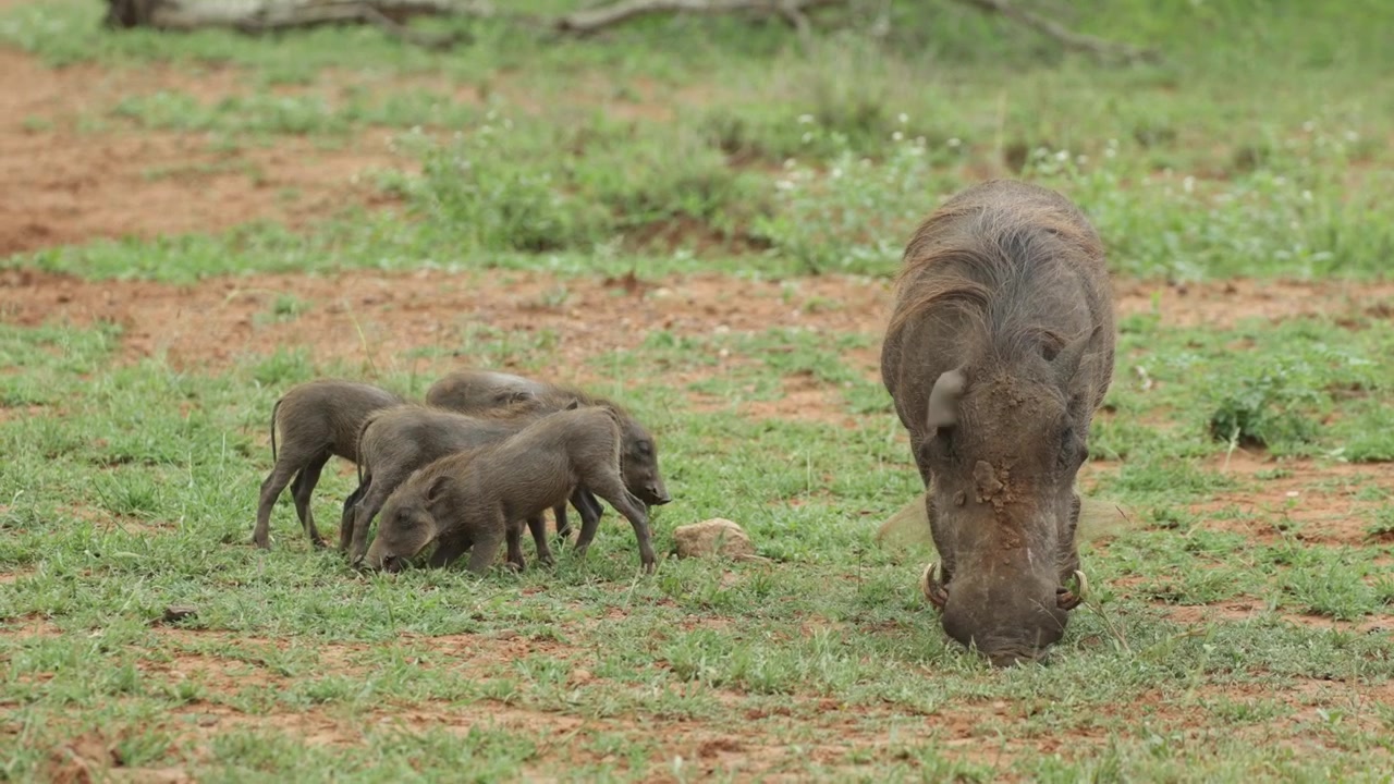 Una mamma facocero e i suoi piccoli maialini che si nutrono sull'erba verde e corta in una giornata di sole, Parco Nazionale Kruger, Sudafrica.