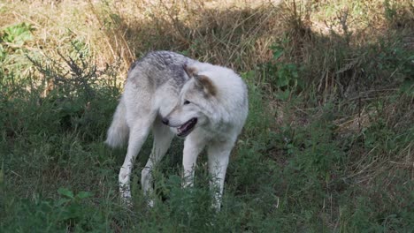 a big white canadian wold panting on a hot summer day