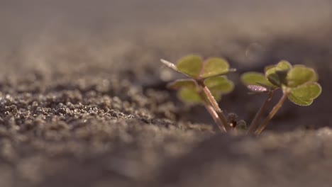 Cierre-La-Germinación-De-Semillas-Jóvenes-Y-El-Crecimiento-De-Plantas-Con-Gotas-De-Agua-De-Lluvia-Sobre-El-Entorno-Verde-Y-La-Luz-Del-Sol-De-La-Mañana-Y-Rodeado-De-Bichos