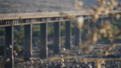 pull focus from old wagon bridge, orange river to fuzzy tree blossoms