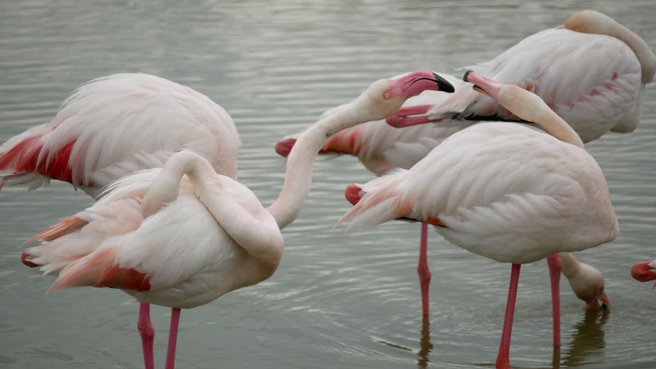 wild pink flamingos pecking each other