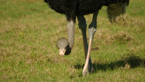 portrait view of male ostrich lowering head to ground to eat green grass