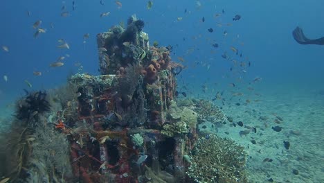 Peces-Tropicales-Nadando-Alrededor-Del-Coral-Que-Crece-En-Un-Arrecife-Artificial-Piramidal