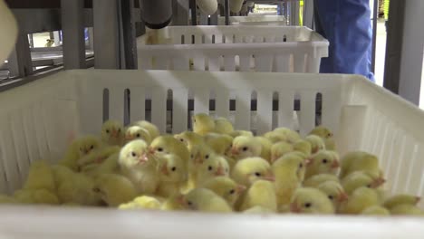 a group of small newborn chickens crammed in boxes in a poultry house