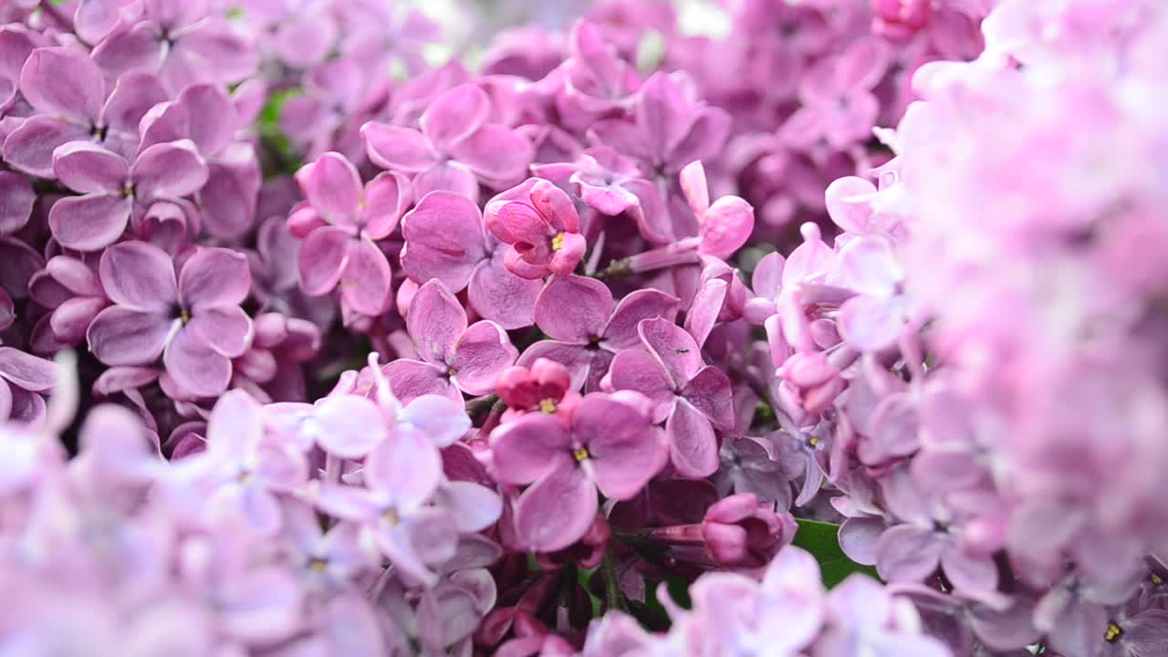 Lilac in a vase. Shooting in the spring