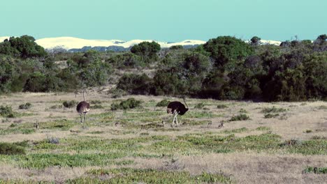 an ostrich pair walk with their chicks over the grassland in africa