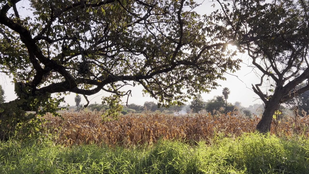 Luce solare dorata filtra attraverso gli alberi su un campo di mais in una mattina calma in campagna