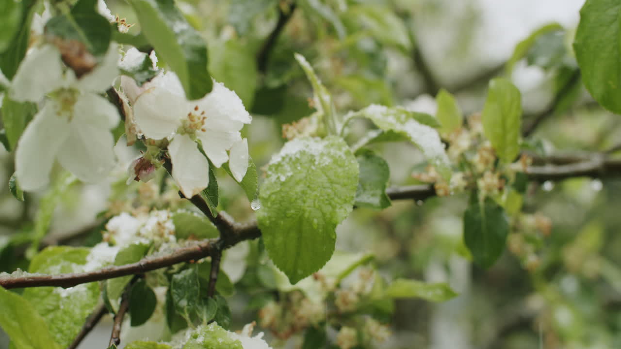 Inquadratura ravvicinata di un melo in fiore, neve che cade e mette in pericolo il raccolto